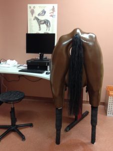 Haptic Horse